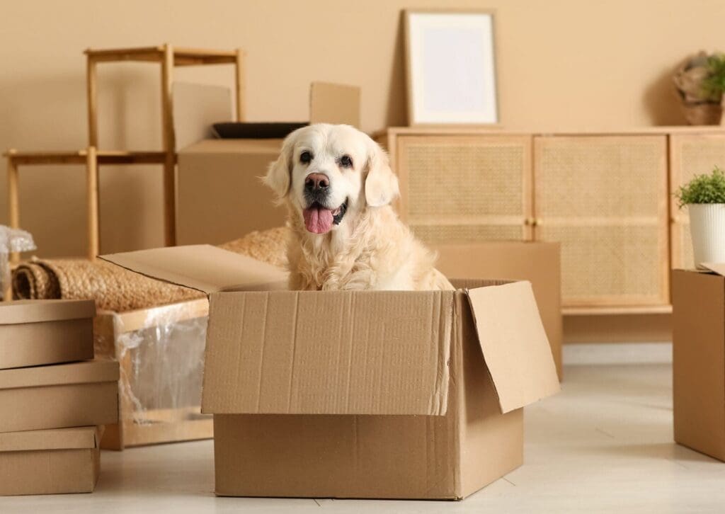 cute,labrador,dog,sitting,in,box,on,moving,day,at
